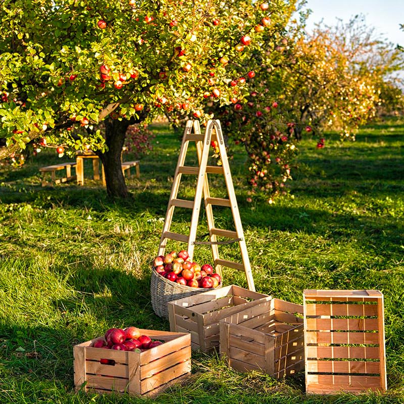 Arbre Fruitier